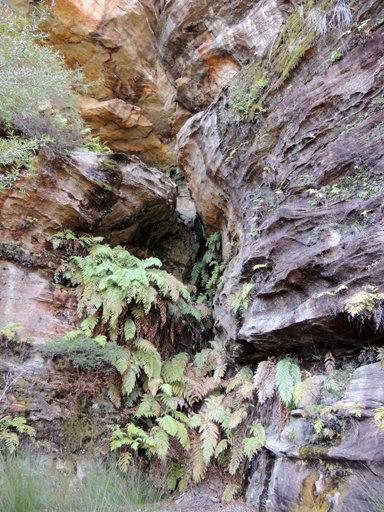  - Discontiguous Fern Slot