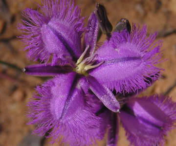 Fringe Lilly