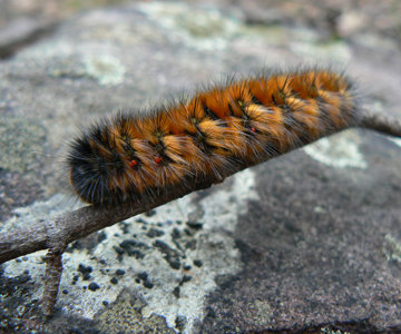 Hairy Caterpillar