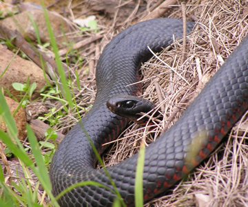 Red-bellied Black Snake