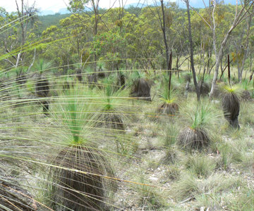 Xanthorrhoeas