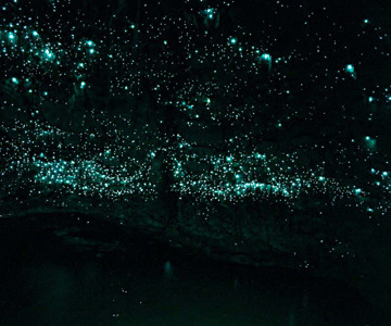 Glowworms in Nayook Creek