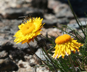 Pagoda Daisies near the Glow Worm Tunnel
