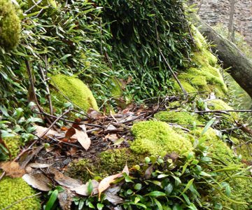 Rock face in Felt Fern Canyon