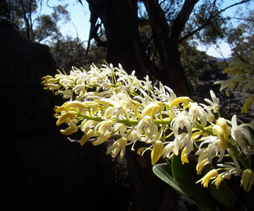 Rock Orchids on Donkey Mountain