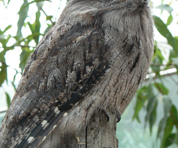 Tawny Frogmouth