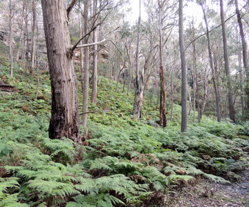 Fern laden valley along The Bicentennial National Trail
