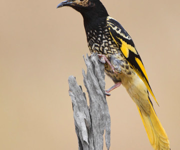 Regent Honeyeater