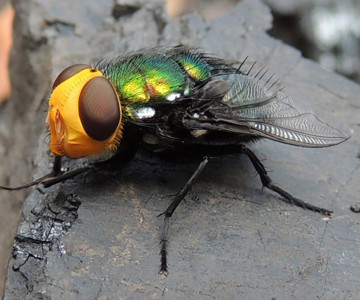 Snail Parasite Blowfly