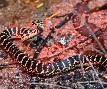 Broad-headed Snake