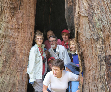 Bushwalkers in hollow tree