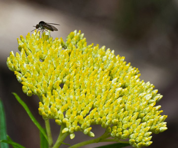 Yellow Cassia
