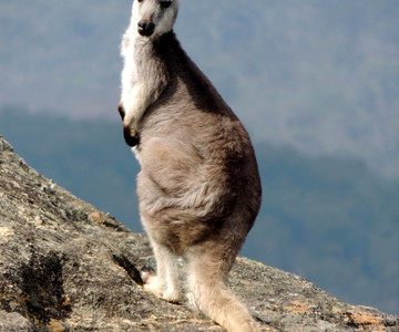 Eastern Grey Kangaroo
