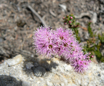 Pink Kunzea