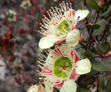 Tea Tree