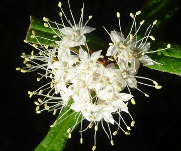 Scaly Phebalium