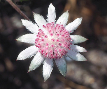 Pink Flannel Flower