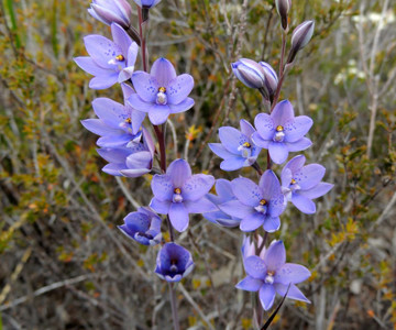 Spotted Sun Orchid
