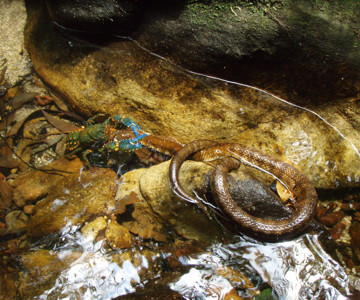 Crayfish eating a Tiger Snake