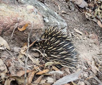 Echidna