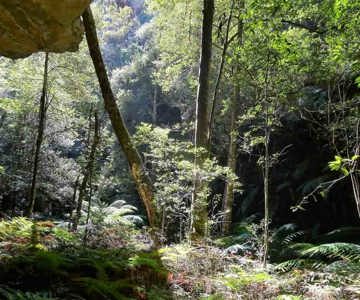 Sunlight in a GOS Gorge