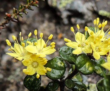 Forest Phebalium