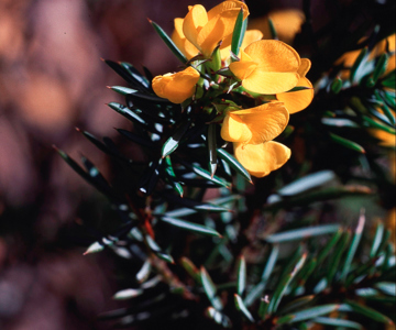 Pultenaea Species - Photo: Emanuel Conomos