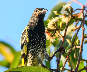 Regent Honeyeater - Photo: Chris Charles