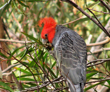 Gang Gang Cockatoo - Photo: Julie Favell