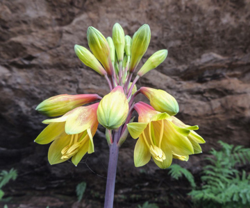Mountain Christmas Bell - Redledge Pass