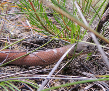 Brown Snake