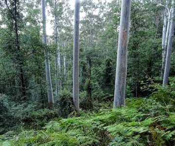 Mountain Blue Gums