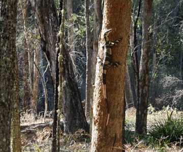 Wollemi Wilderness Adventures