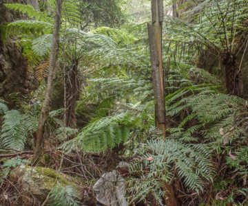 Wollemi Wilderness Adventures